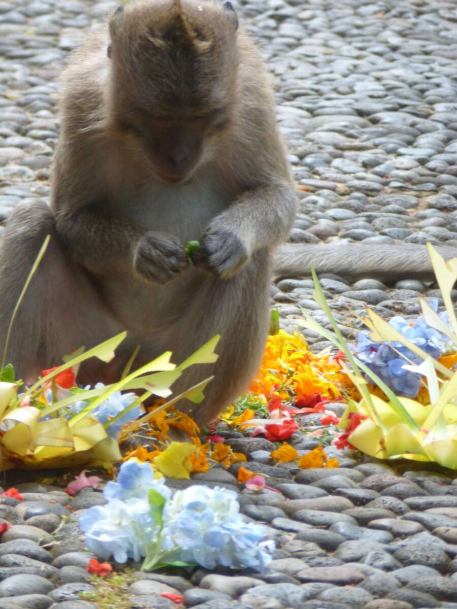 Äffchen in Bali plündert eine Opfergaben Schale