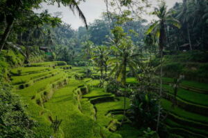 bali-rice-fields