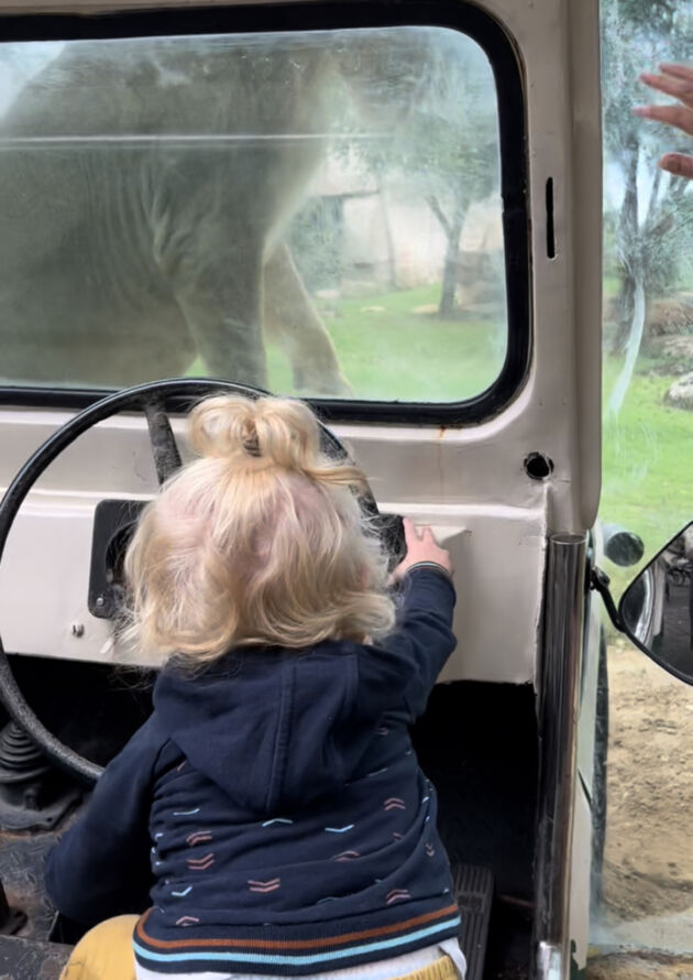 Bali Zoo Löwen