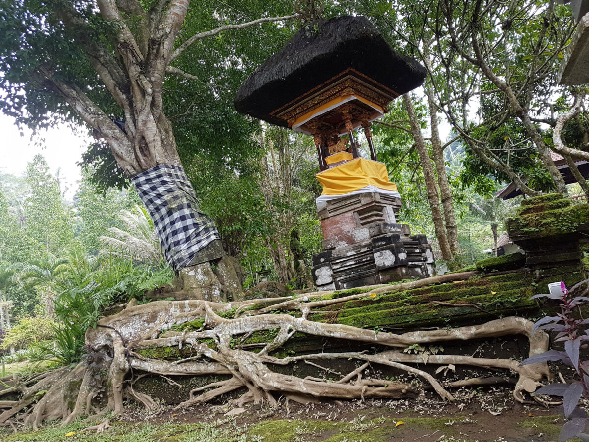 Bali-Tempel-Bali-Baum