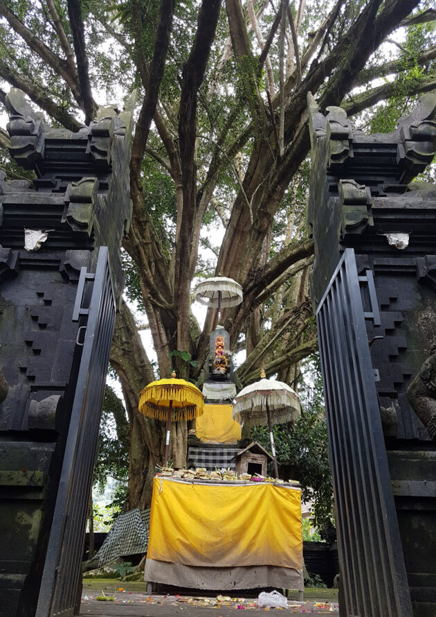 Bali-Tempel-Heiliger-Baum