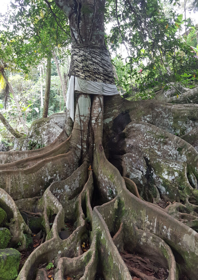 Banyan-Baum-Bali-Goa-Gaja